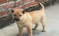 广西土狗苗多少钱一只