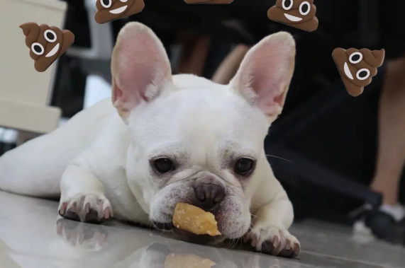 法斗犬为什么不建议养 法斗犬为什么不建议养