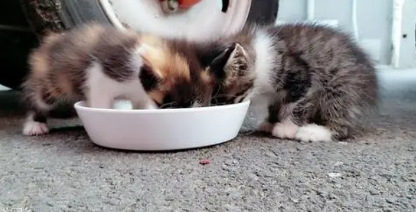 流浪奶猫吃什么食物好 流浪奶猫吃什么食物好
