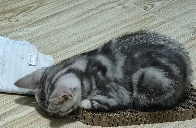 猫不吃不喝 一直趴着 猫不吃不喝 一直趴着