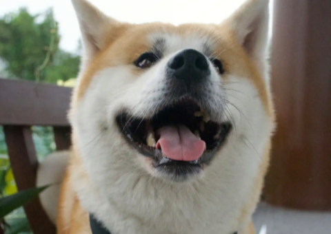 秋田犬的优缺点 一般价格