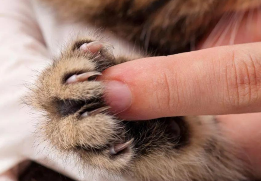 被猫抓伤出一丝丝血要打针吗