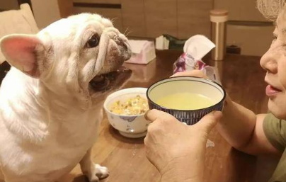 狗狗为什么要喝鸡汤呢怎么回事 狗狗为什么要喝鸡汤呢怎么回事