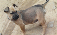 奇努克犬怎么洗澡？奇努克犬洗澡注意事项有？