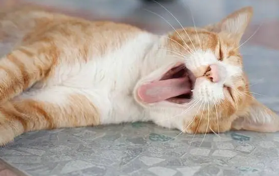 猫抽搐四腿乱蹬呼吸急促惨叫 猫抽搐四腿乱蹬呼吸急促惨叫