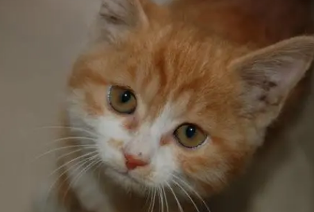 猫咪呼吸声大是什么原因 猫咪呼吸声大是什么原因