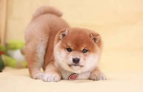 柴犬2K的2W的有哪些区别？来看看吧
