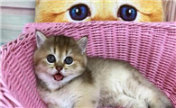 金渐层跟蓝猫配出来的猫图