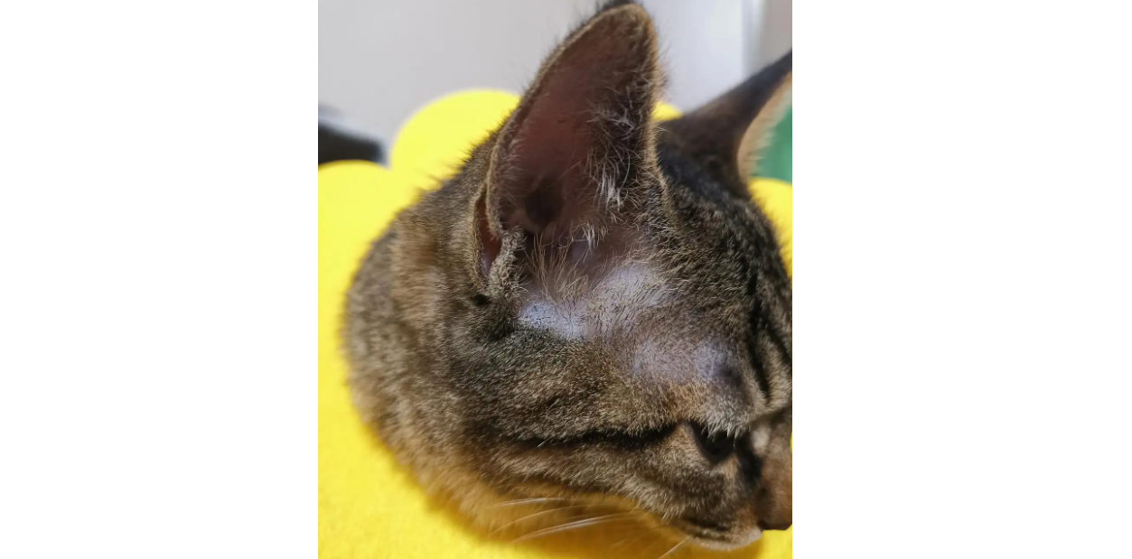 猫咪耳朵根部后面有个大包 猫咪耳朵根部后面有个大包