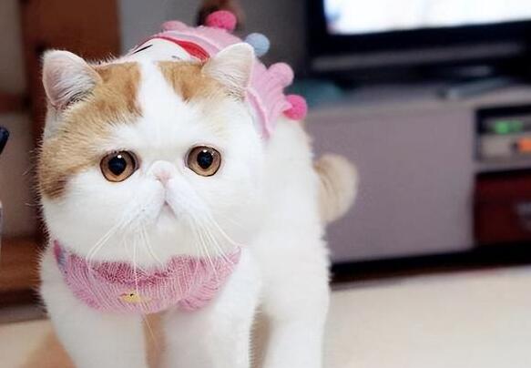 加菲猫重来不叫 加菲猫重来不叫