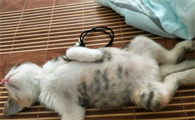 猫传腹睡觉姿势