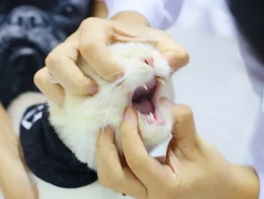 为什么猫咪牙齿会掉下来