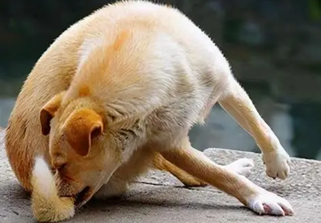 狗狗为什么会有行为障碍呢 狗狗为什么会有行为障碍呢