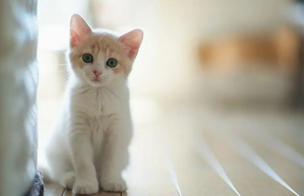 猫咪为什么喜欢在室外拉屎 猫咪为什么喜欢在室外拉屎