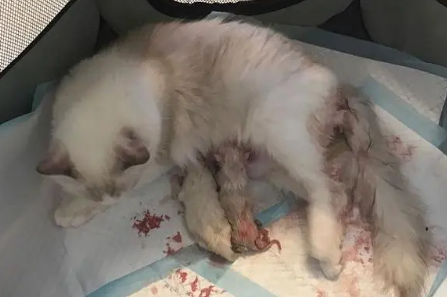 猫咪难产4天了,会死吗?