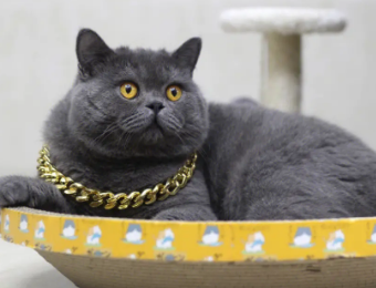 英短蓝猫为什么不吃鱼,我来告诉你! 英短蓝猫为什么不吃鱼,我来告诉你!