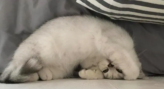 猫吃饭发出啊呜嗷呜的声音