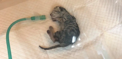 猫难产掏崽子手法