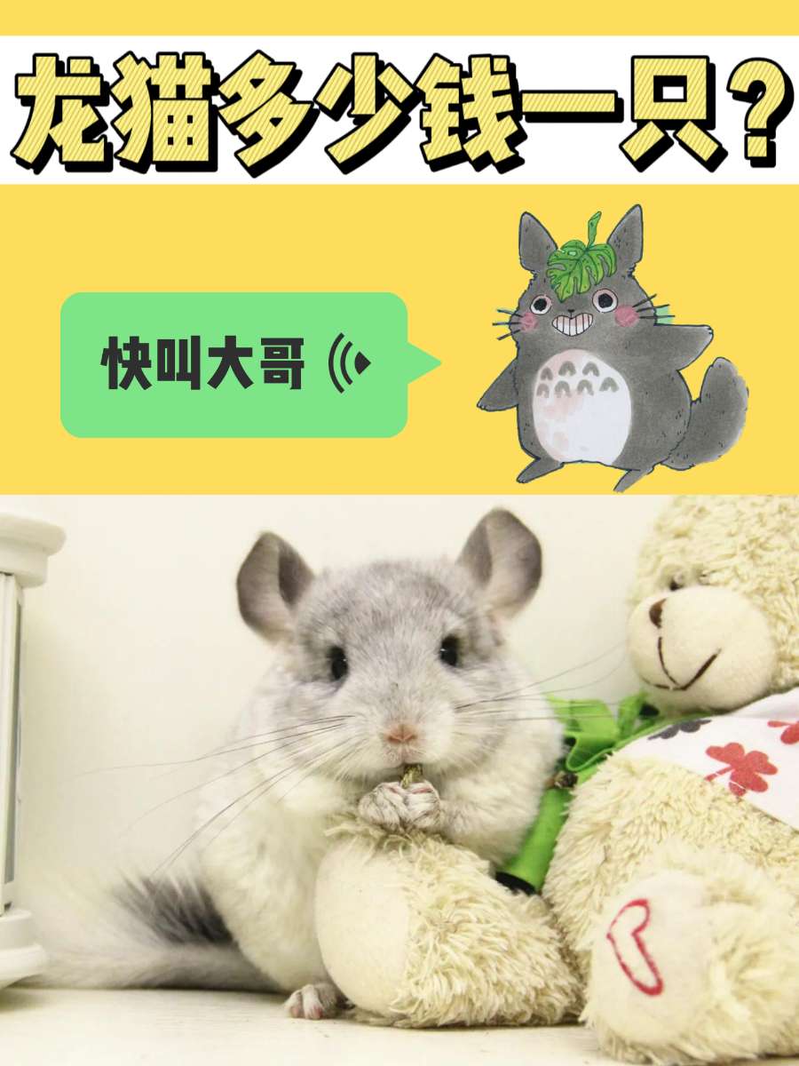 龙猫多少钱一只？《龙猫》和龙猫哪个先有？