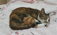 猫咪睡觉时候无意识拉屎