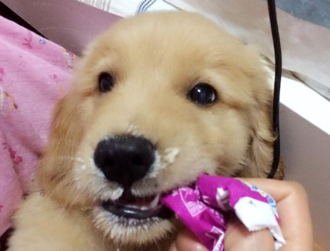 金毛幼犬喝牛奶行不行?来这里看看吧 金毛幼犬喝牛奶行不行?来这里看看吧