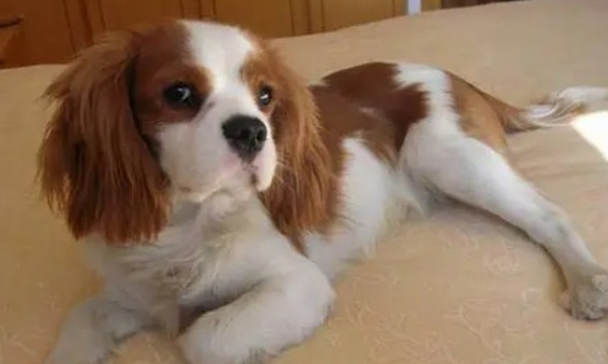 查理王小猎犬价格多少钱一只