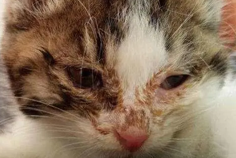 猫咪泪痕分泌物红棕色怎么清洗 猫咪泪痕分泌物红棕色怎么清洗