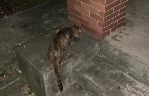 小区的流浪猫冬天一般藏在哪?说了你别不信 小区的流浪猫冬天一般藏在哪?说了你别不信