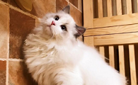 北京买猫哪里比较靠谱