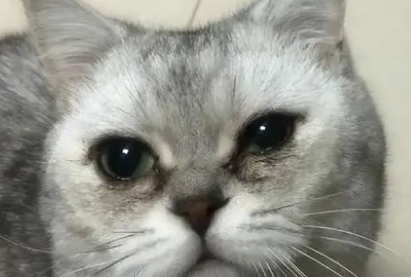 猫咪有眼屎和泪痕是咋回事