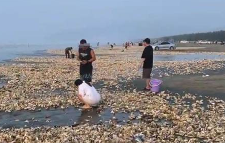 汕尾海滩现密密麻麻“生蚝带” 官方：尽量别吃