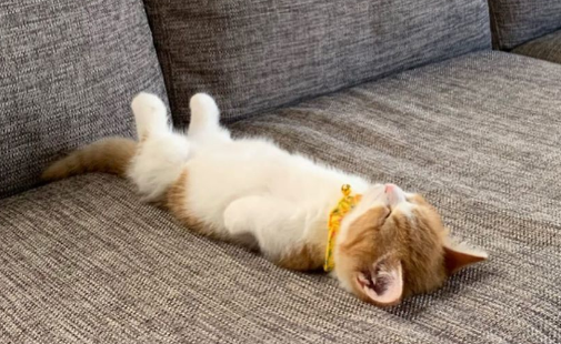 猫咪像人一样躺着睡觉