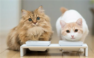 自己的宠物猫怎么卖