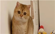 金渐层公猫体重对照表