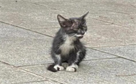 两个月的猫丢了能活吗视频
