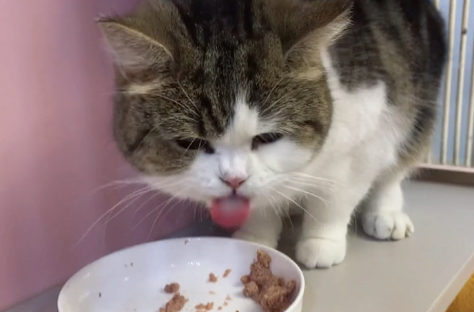 猫咪每天吃饭好吗