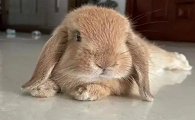 兔子肚胀怎么治疗