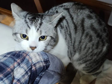 猫咪咬衣服扣子怎么回事