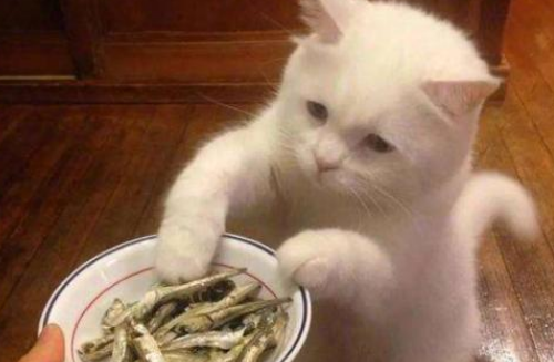 猫咪为什么不会吃小鱼小虾 猫咪为什么不会吃小鱼小虾
