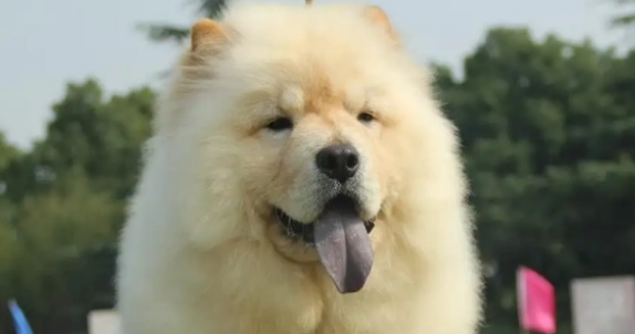 每天给狗狗擦眼屎好不好 每天给狗狗擦眼屎好不好