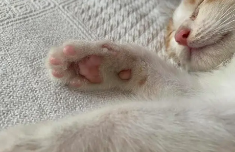 猫咪为什么喜欢吸肉垫的原因