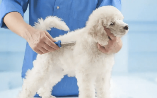 怎么养狗才能让它更健康？