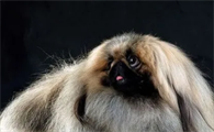 纯种黑脸北京犬价格