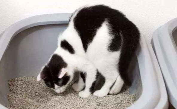 猫咪为什么会知道埋屎的原因 猫咪为什么会知道埋屎的原因