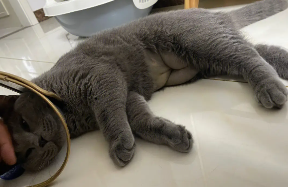 母猫绝育死亡征兆 母猫绝育死亡征兆