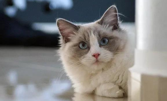 猫咪为什么不想直视人 猫咪为什么不想直视人
