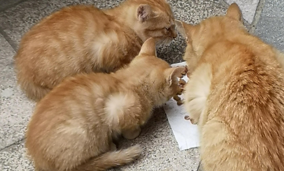 家猫变成流浪猫能活吗？当然可以