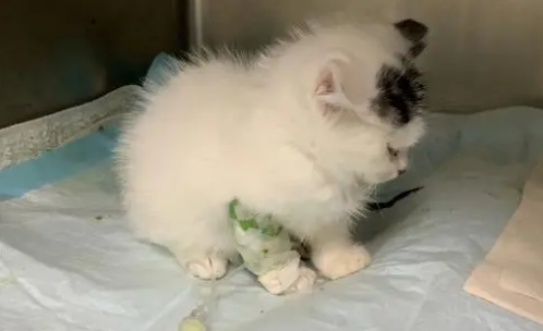为什么猫咪会拉白色东西