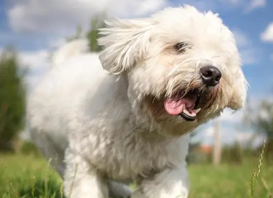 凯恩犬多少钱一只 凯恩犬多少钱一只
