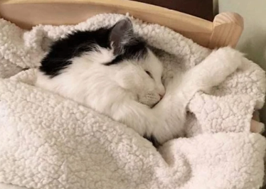 猫咪总在家睡觉怎么回事